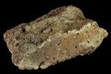 Ankylosaur Scute - Alberta (Disposition #-) #132100-2